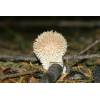 Hedgehog Puffball
