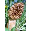 example of Morel